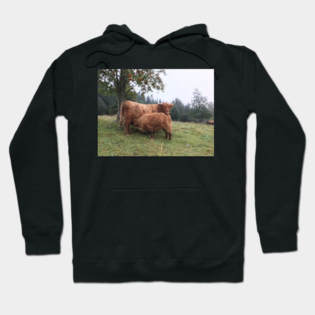 Scottish Highland Cattle Cow and Calf 1534 Hoodie by SaarelaHighland